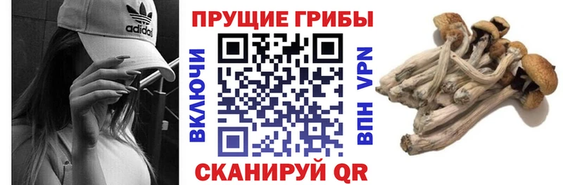 Псилоцибиновые грибы Magic Shrooms цены наркотик это какой сайт Калач MEGA маркетплейс